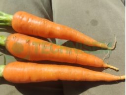 Legumes Bulbes/Racines &raquo; Carotte